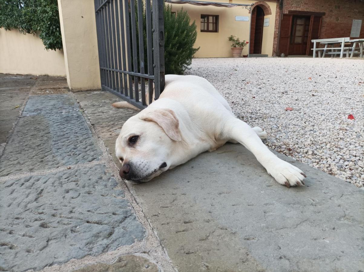 Podere Il Belvedere su Cortona Castiglion Fiorentino Eksteriør bilde